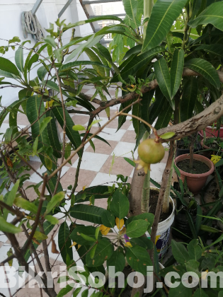 Pakistani ANAR Tree (With Fruits)